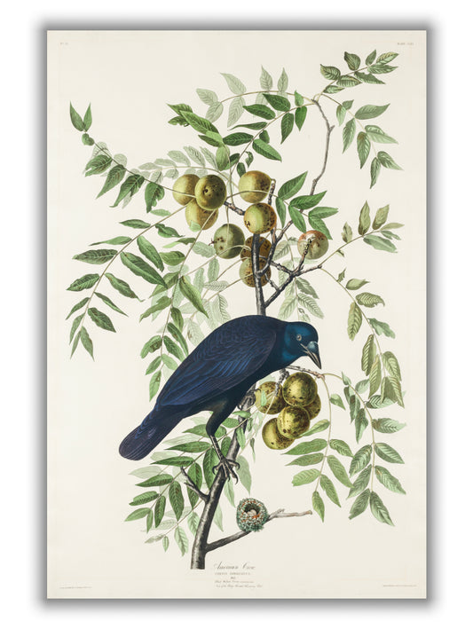 American Crow - Birds of America by John Audubon