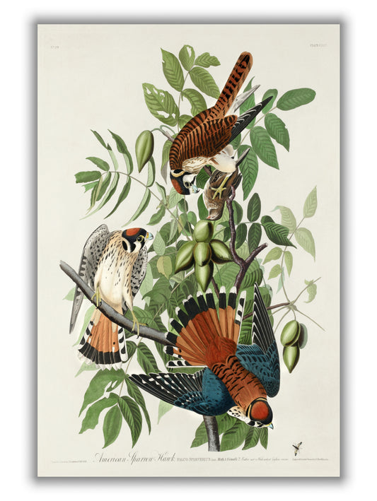 American Sparrow Hawk - Birds of America by John Audubon