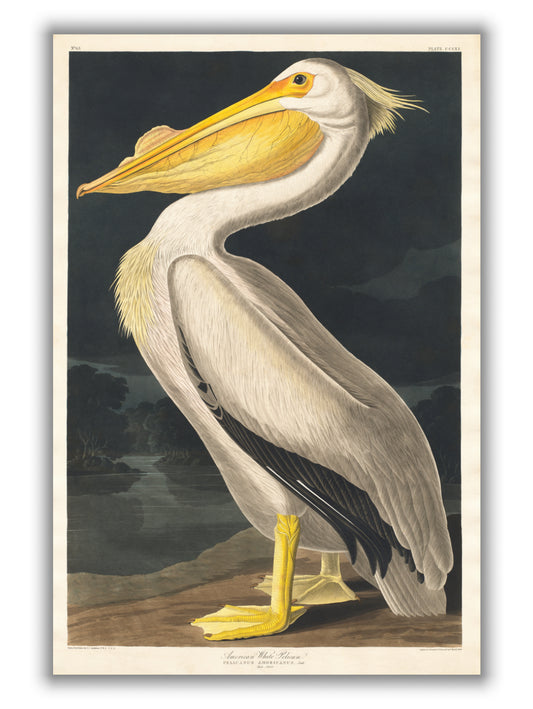 American White Pelican - Birds of America by John Audubon