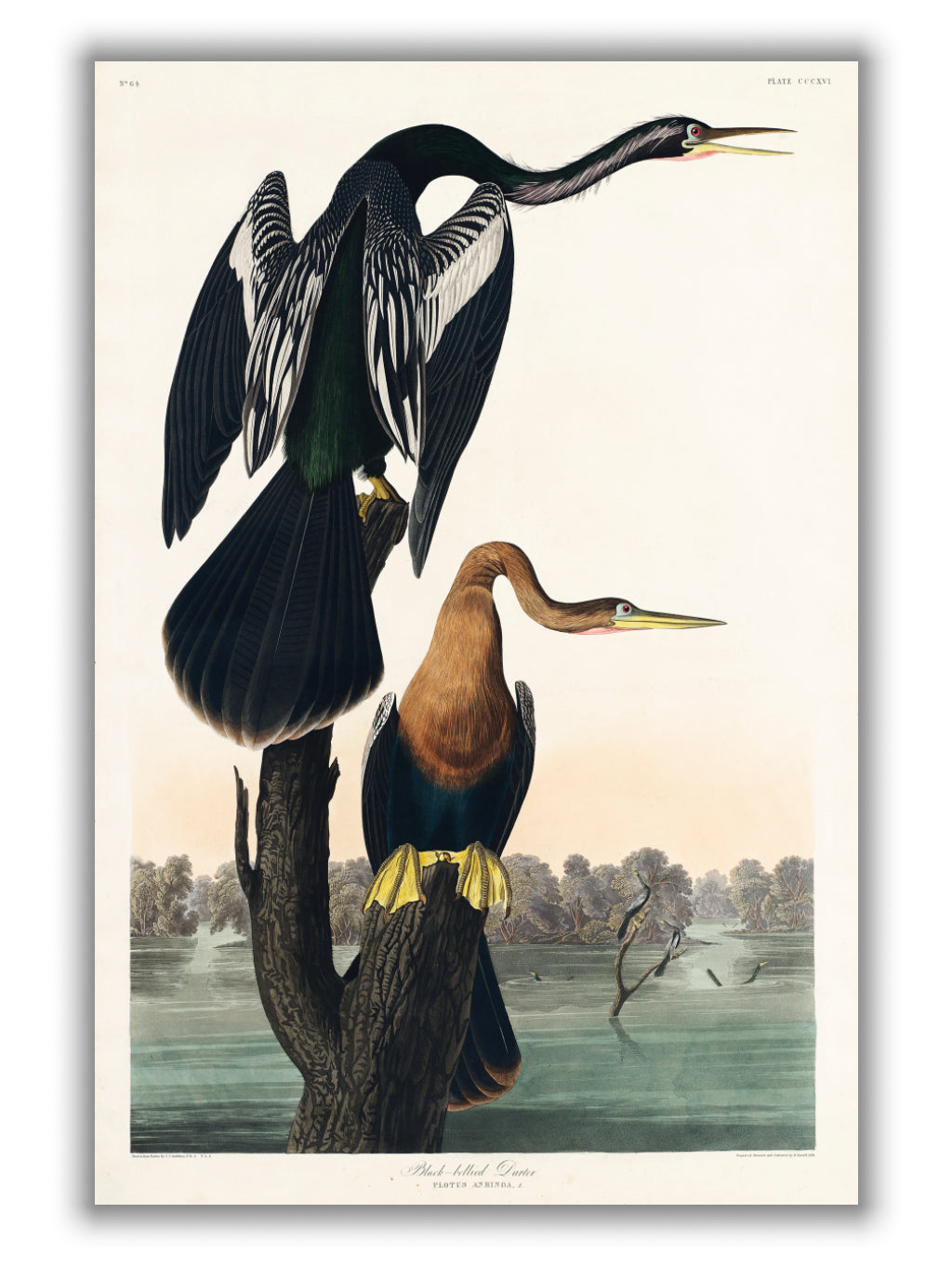 Black-bellied Darter - Birds of America by John Audubon