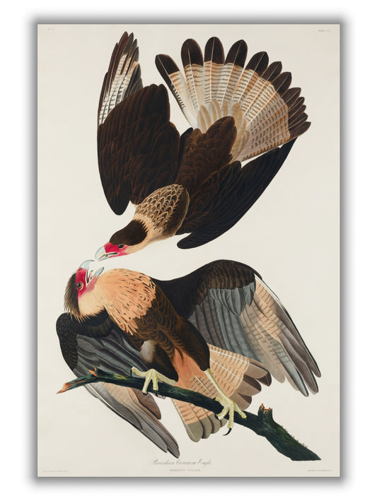 Brasilian Caracara Eagle - Birds of America by John Audubon