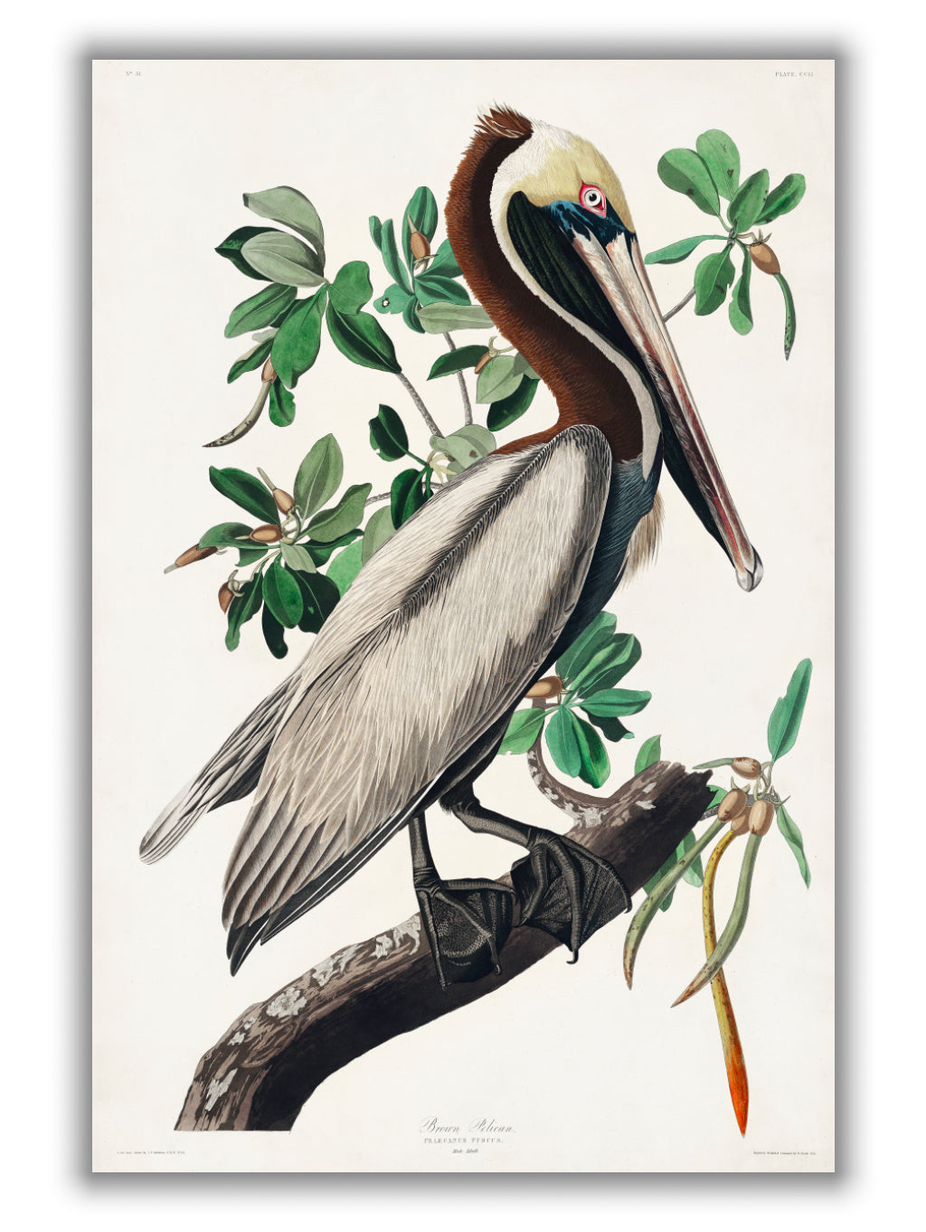 Brown Pelican - Birds of America by John Audubon