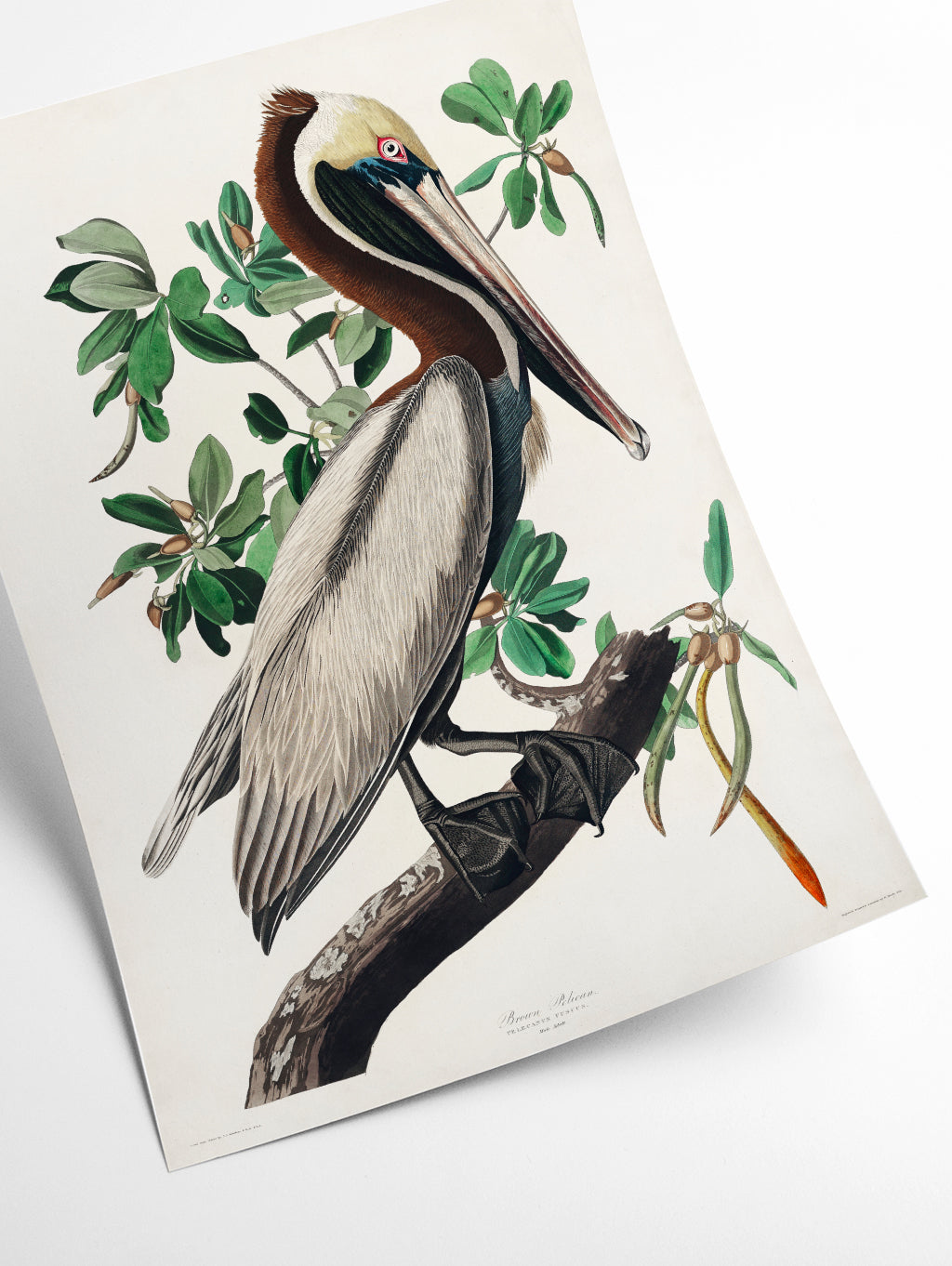 Brown Pelican - Birds of America by John Audubon