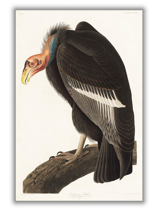 Californian Vulture - Birds of America by John Audubon