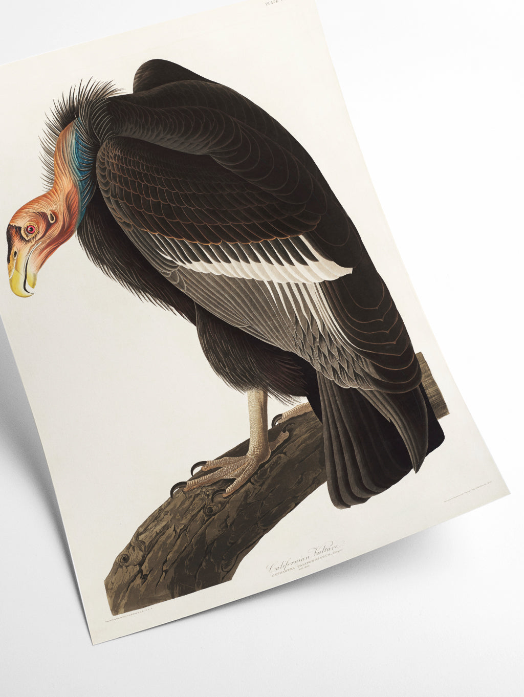 Californian Vulture - Birds of America by John Audubon