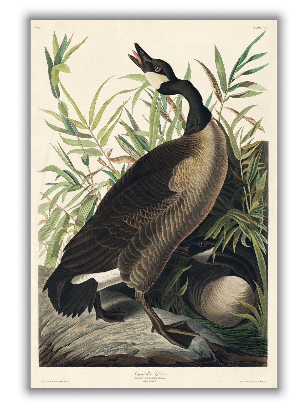 Canada Goose - Birds of America by John Audubon