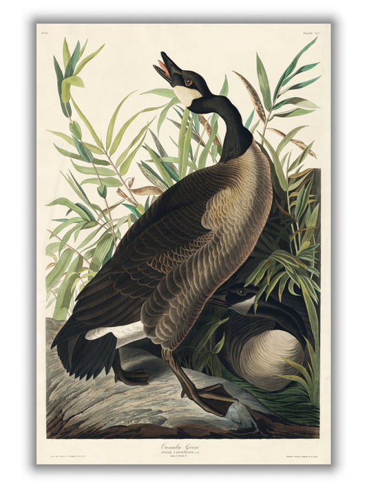 Canada Goose - Birds of America by John Audubon