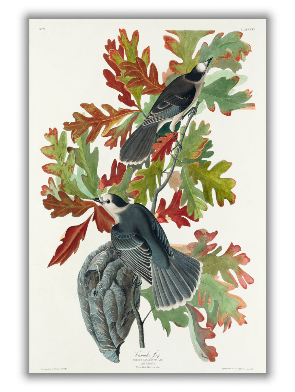 Canada Jay - Birds of America by John Audubon