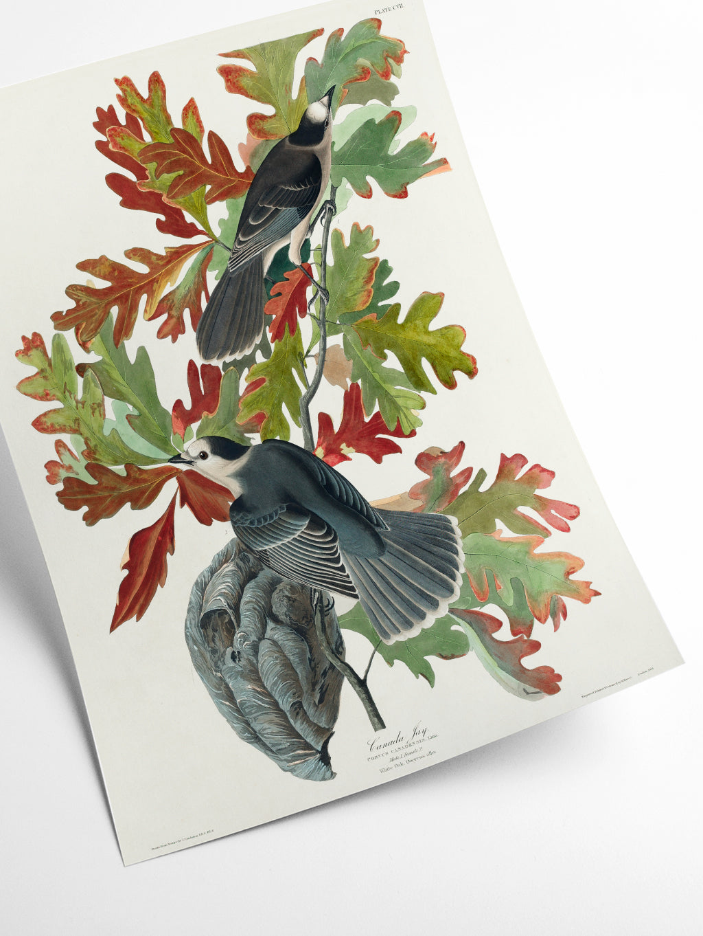 Canada Jay - Birds of America by John Audubon