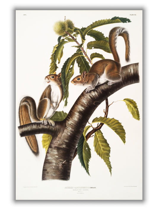Carolina Grey Squirrel - Birds of America by John Audubon
