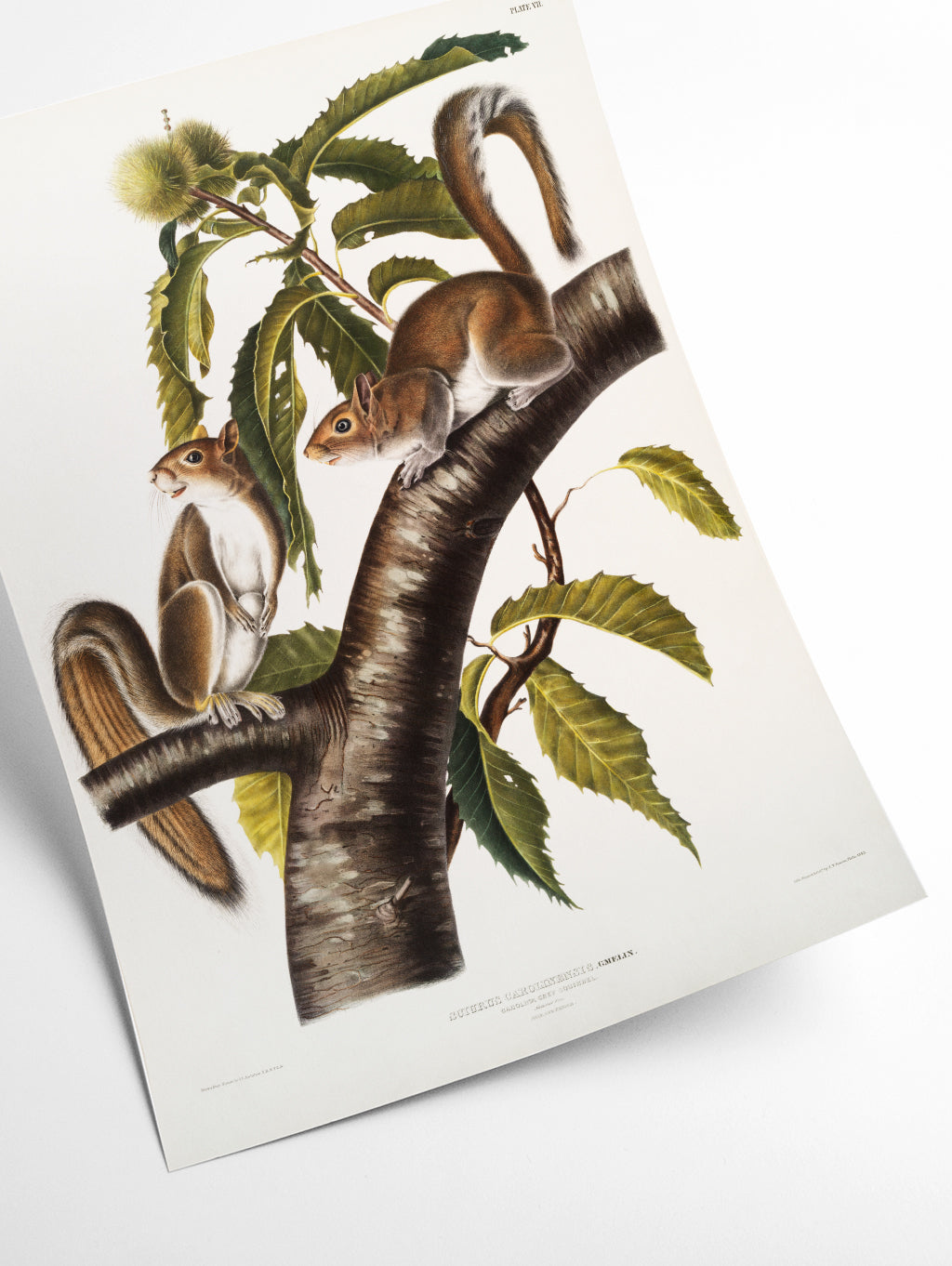 Carolina Grey Squirrel - Birds of America by John Audubon