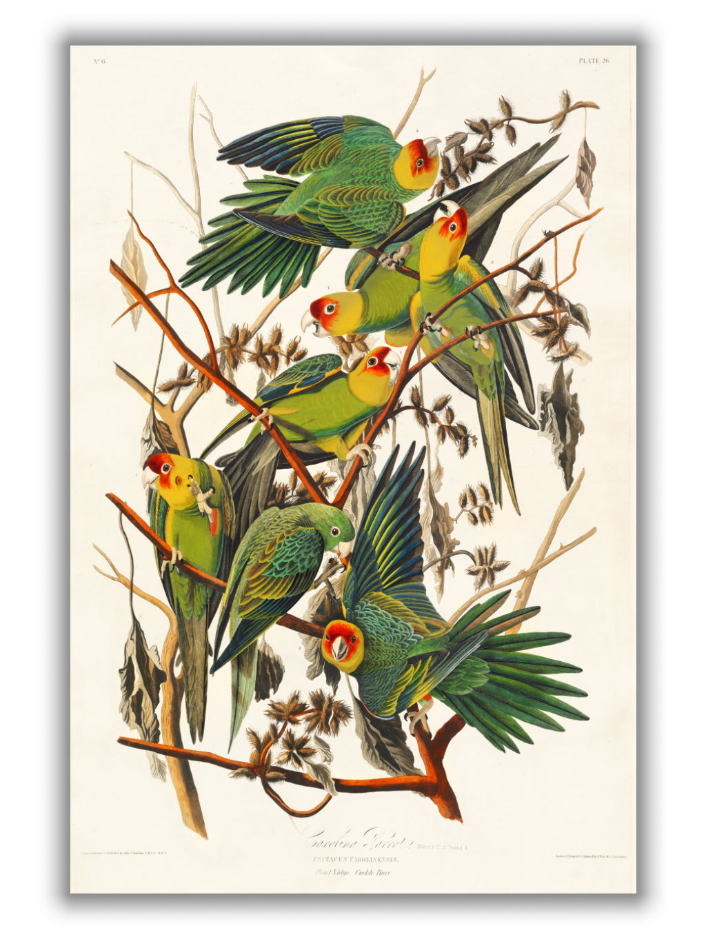 Carolina Parrot - Birds of America by John Audubon