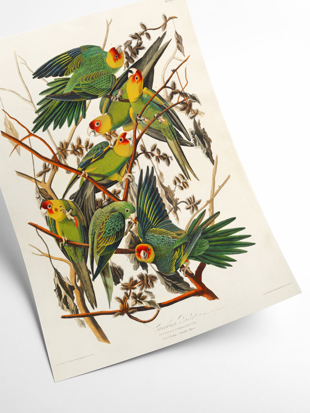 Carolina Parrot - Birds of America by John Audubon