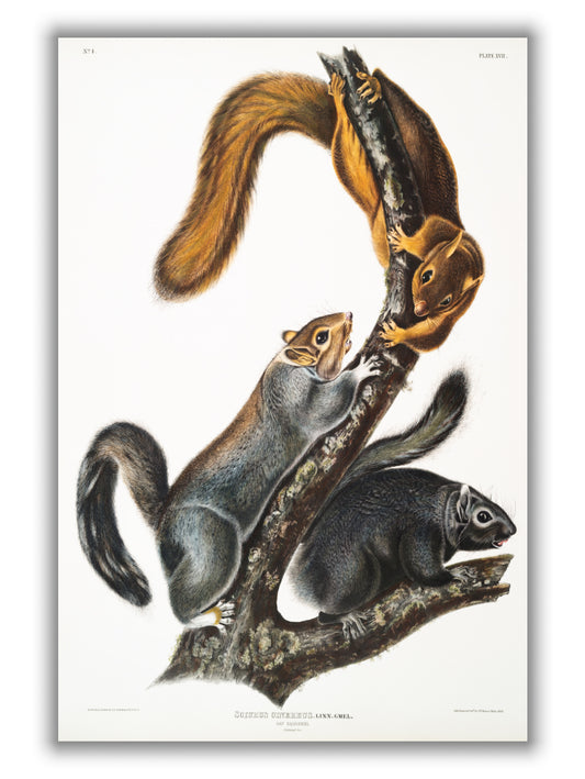 Cat Squirrel - by John Audubon