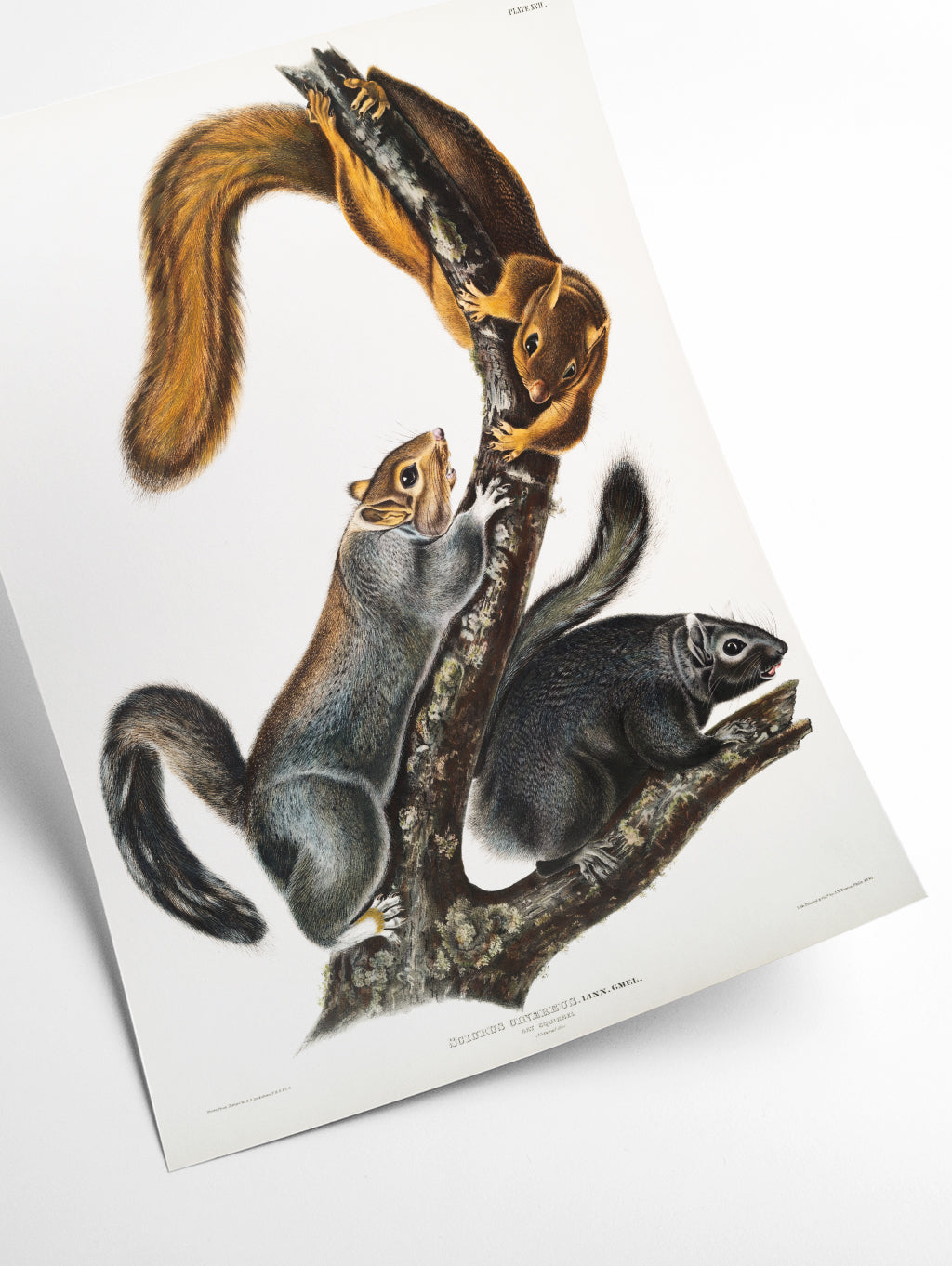 Cat Squirrel - by John Audubon