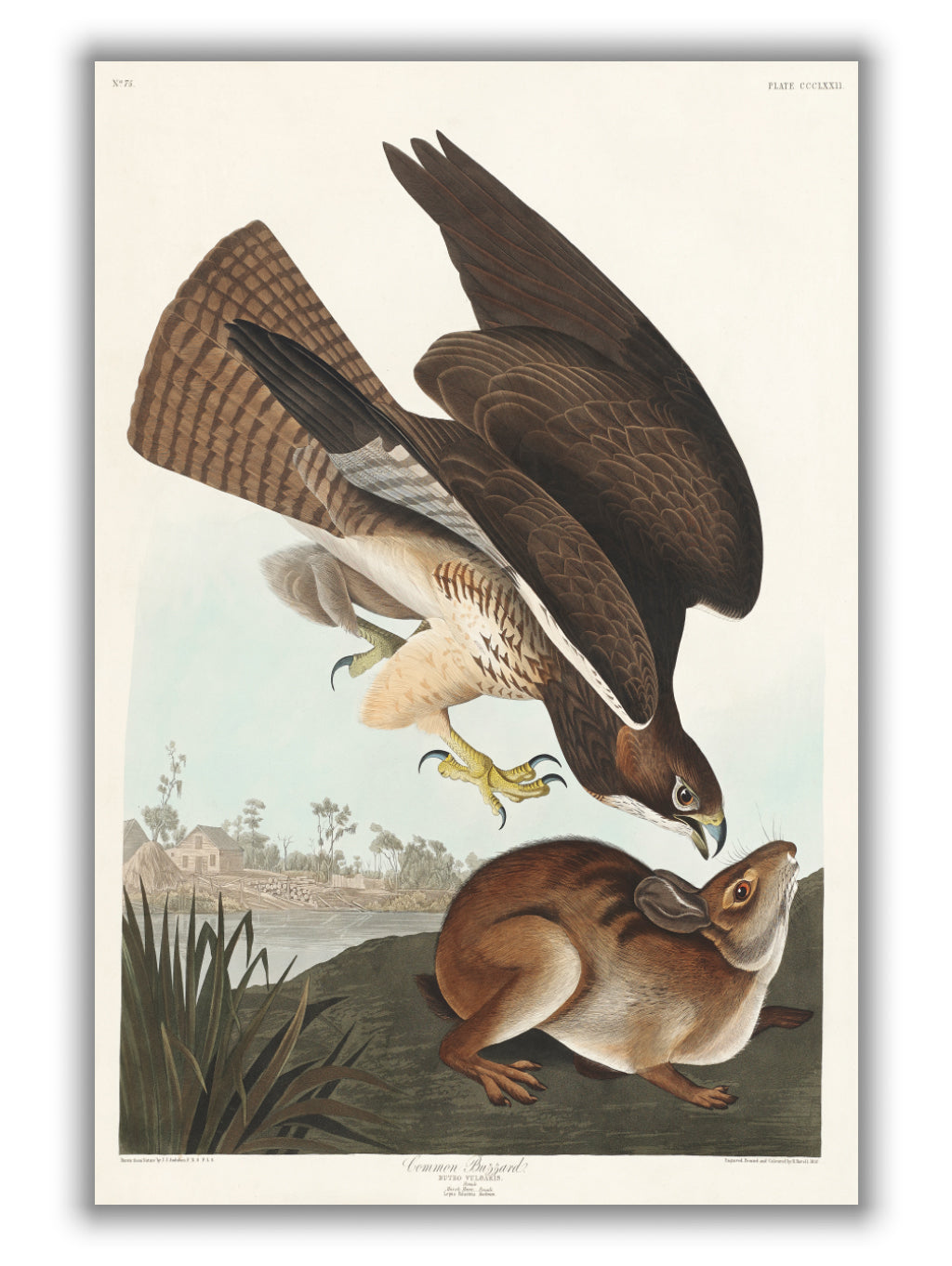 Common Buzzard - Birds of America by John Audubon