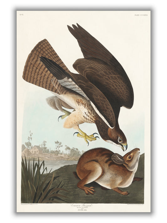 Common Buzzard - Birds of America by John Audubon