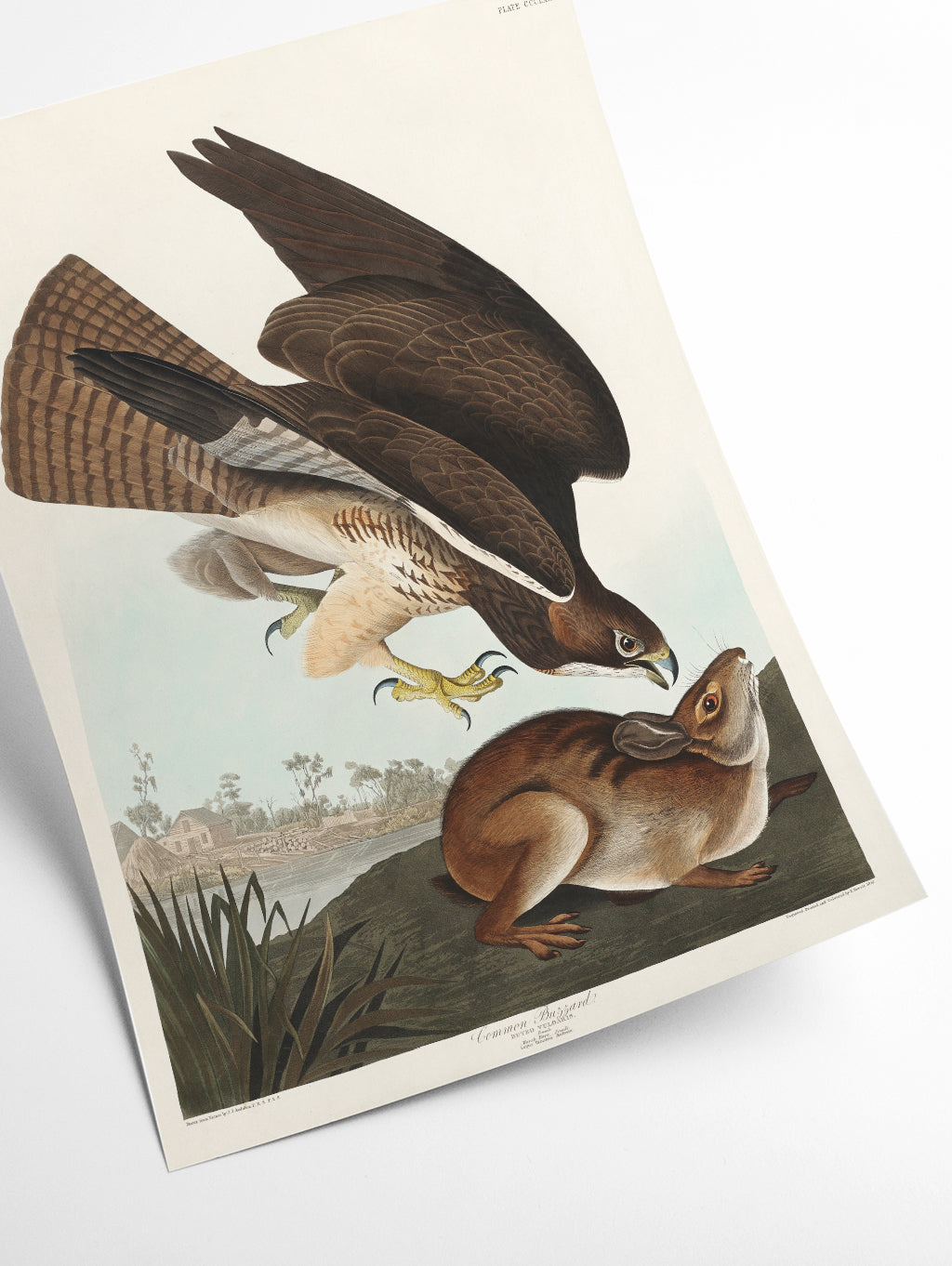 Common Buzzard - Birds of America by John Audubon
