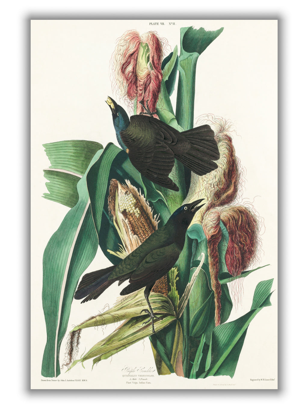Common Crow Blackbird - Birds of America by John Audubon