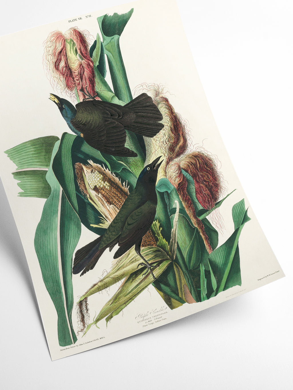Common Crow Blackbird - Birds of America by John Audubon