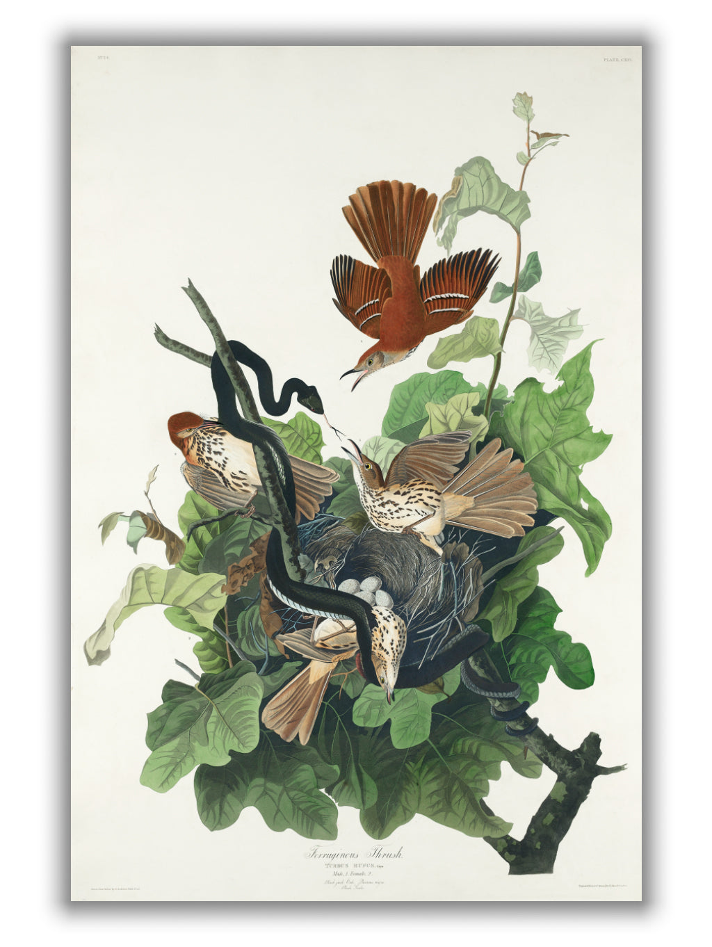 Ferruginous Thrush - Birds of America by John Audubon