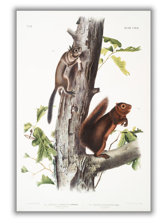 Fremont's Squirrel - Birds of America by John Audubon