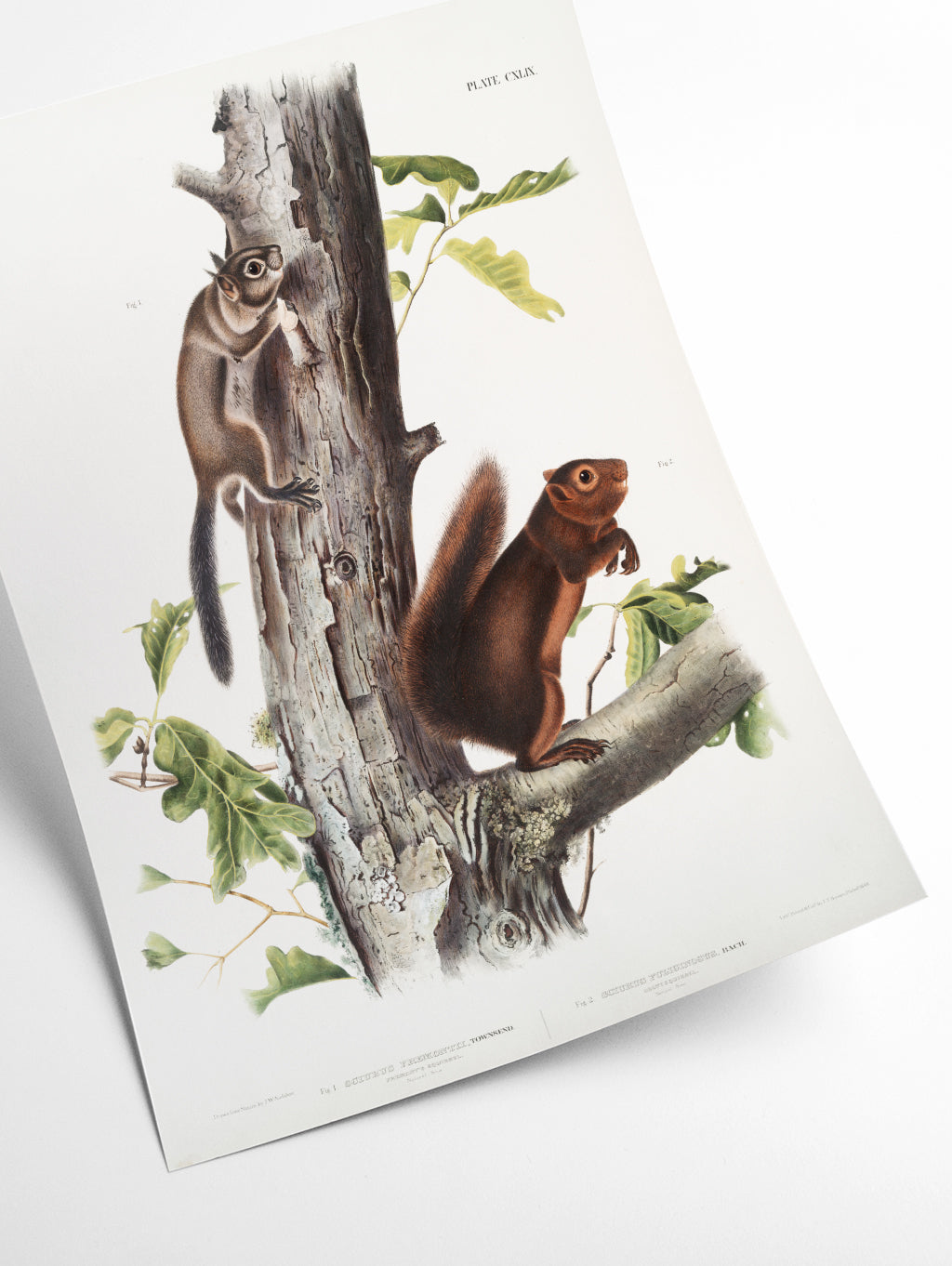 Fremont's Squirrel - Birds of America by John Audubon