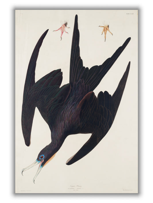 Frigate Pelican - Birds of America by John Audubon