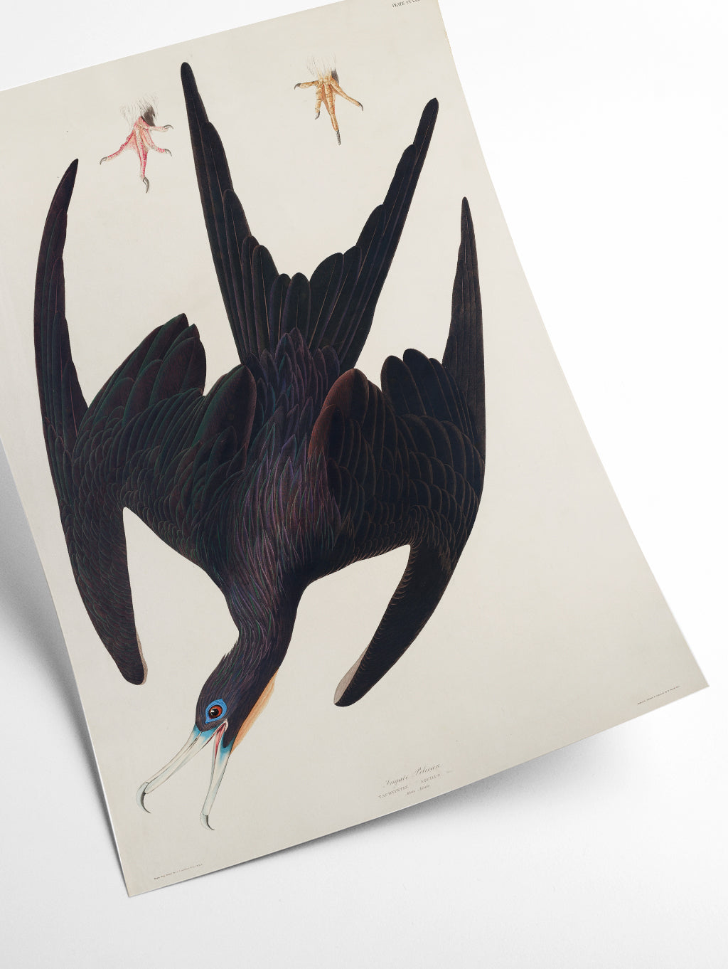 Frigate Pelican - Birds of America by John Audubon