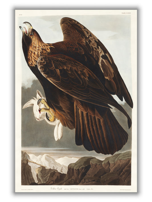 Golden Eagle - Birds of America by John Audubon