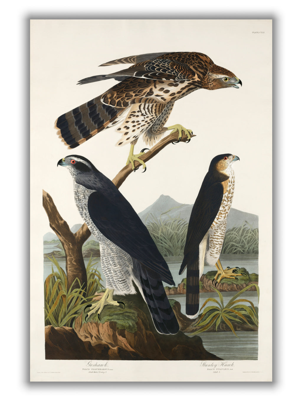 Goshawk and Stanley Hawk - Birds of America by John Audubon