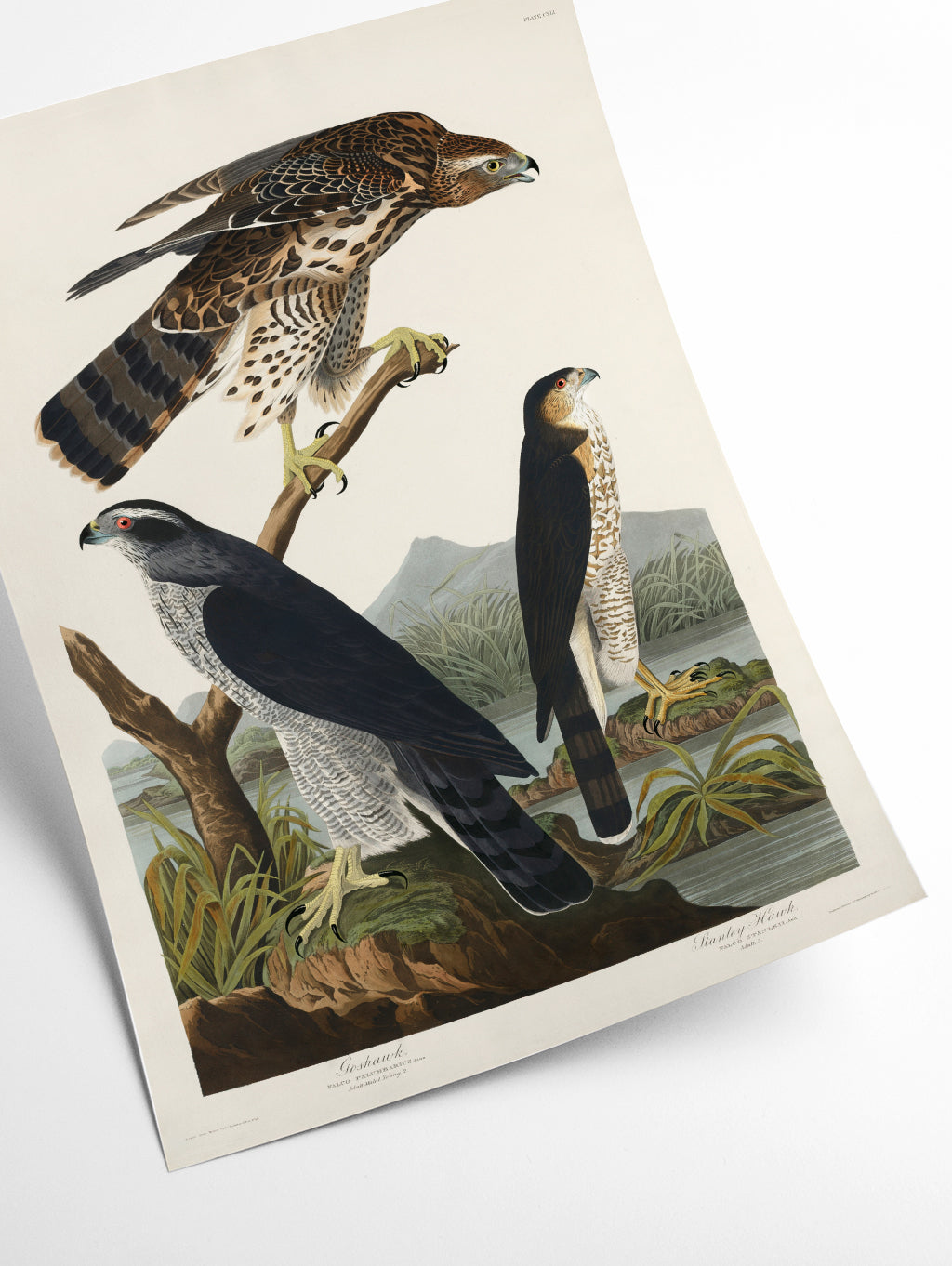 Goshawk and Stanley Hawk - Birds of America by John Audubon