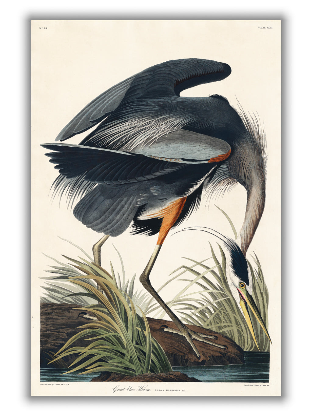 Great blue Heron - Birds of America by John Audubon