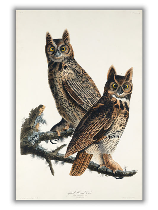 Great Horned Owl - Birds of America by John Audubon