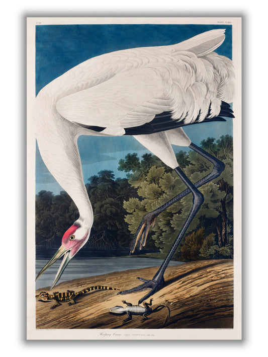 Hooping Crane - Birds of America by John Audubon