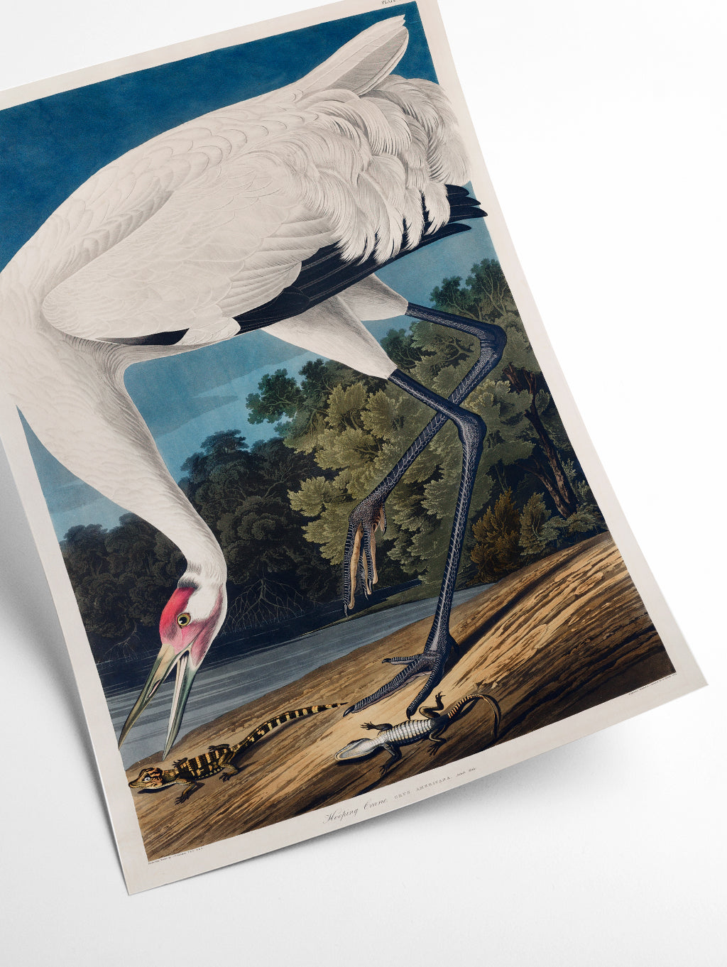 Hooping Crane - Birds of America by John Audubon