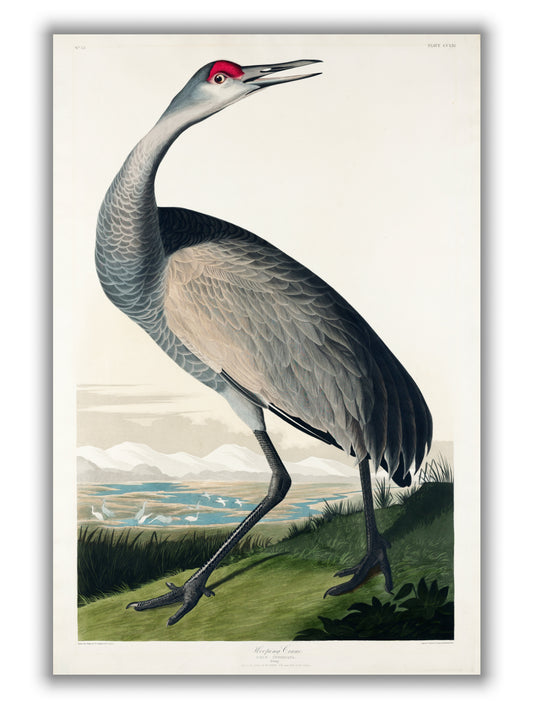 Hooping Crane II - Birds of America by John Audubon