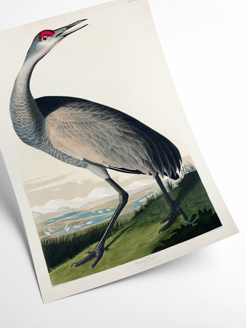 Hooping Crane II - Birds of America by John Audubon