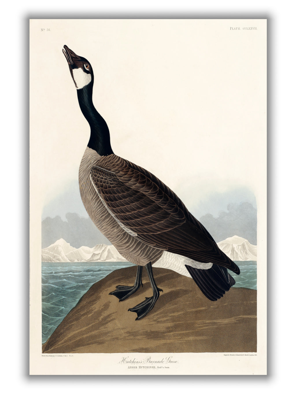 Hutchins's Barnacle Goose - Birds of America by John Audubon