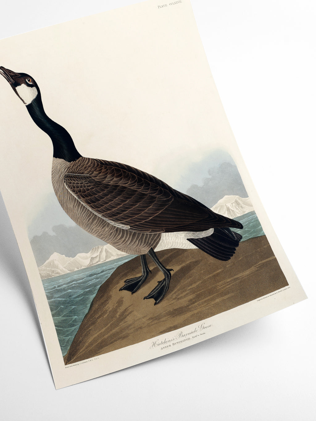 Hutchins's Barnacle Goose - Birds of America by John Audubon