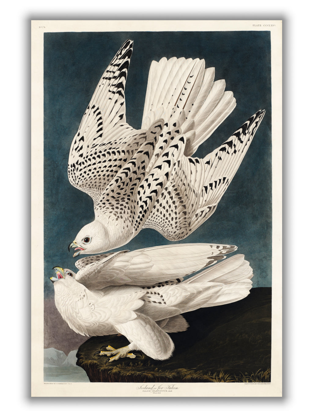 Iceland or Jer Falcon - Birds of America by John Audubon