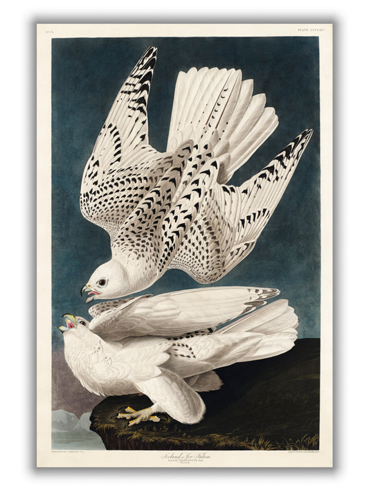 Iceland or Jer Falcon - Birds of America by John Audubon