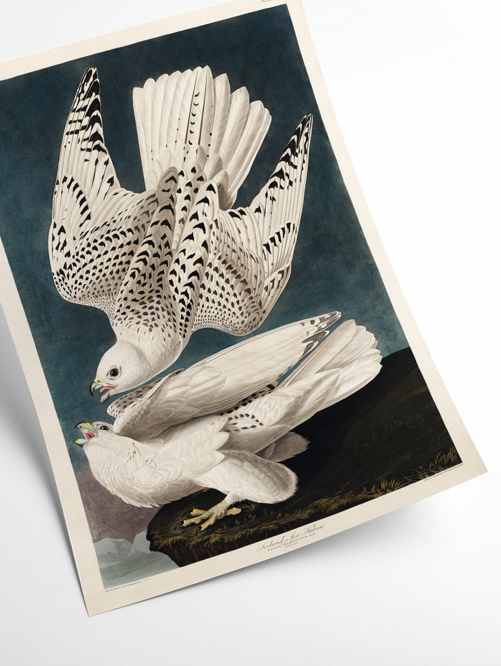 Iceland or Jer Falcon - Birds of America by John Audubon