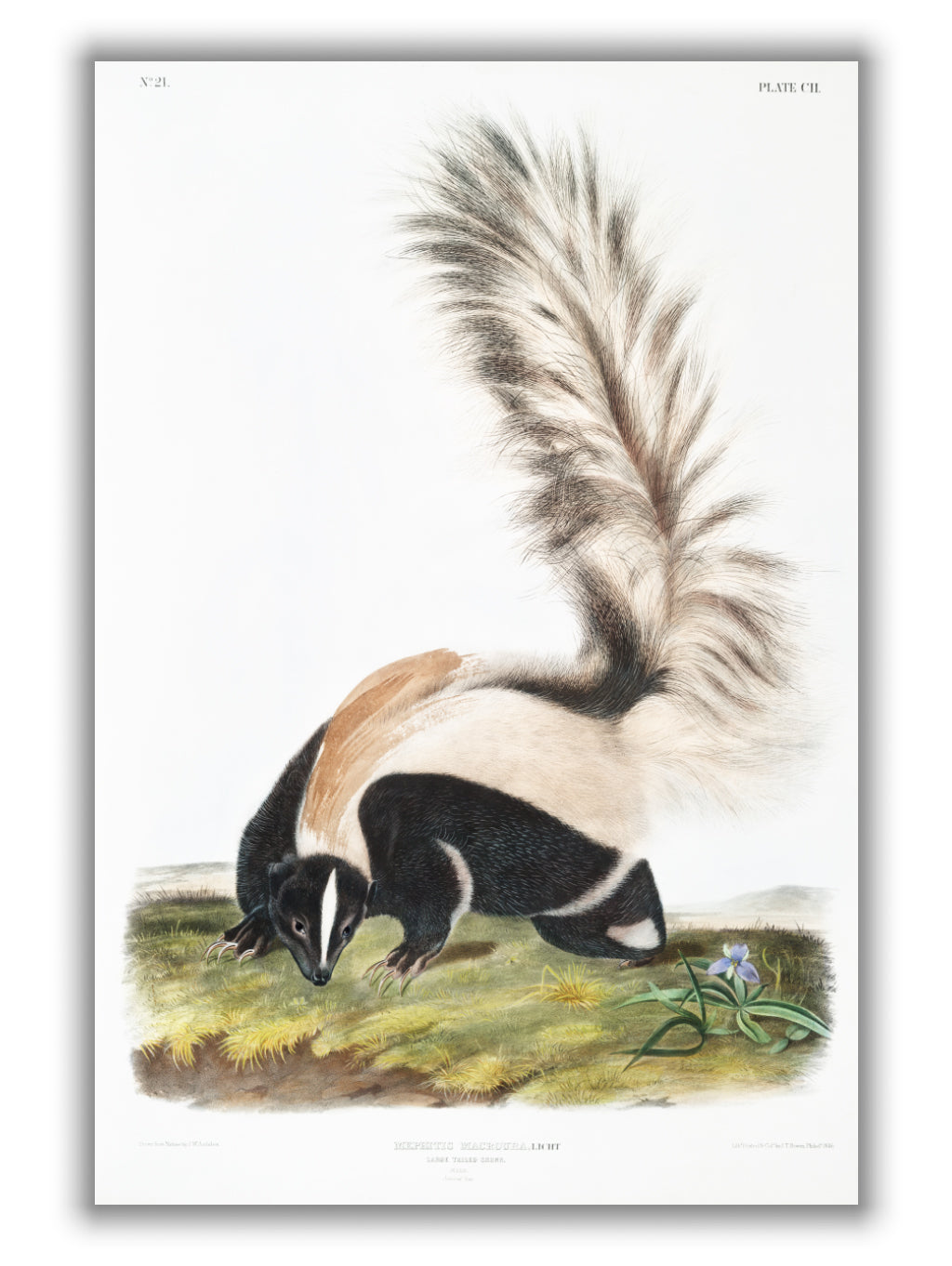 Large-tailed Skunk - Birds of America by John Audubon