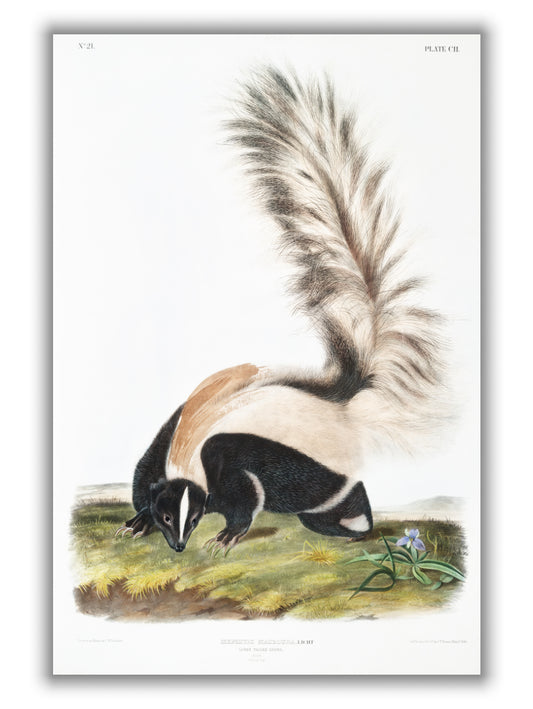 Large-tailed Skunk - Birds of America by John Audubon