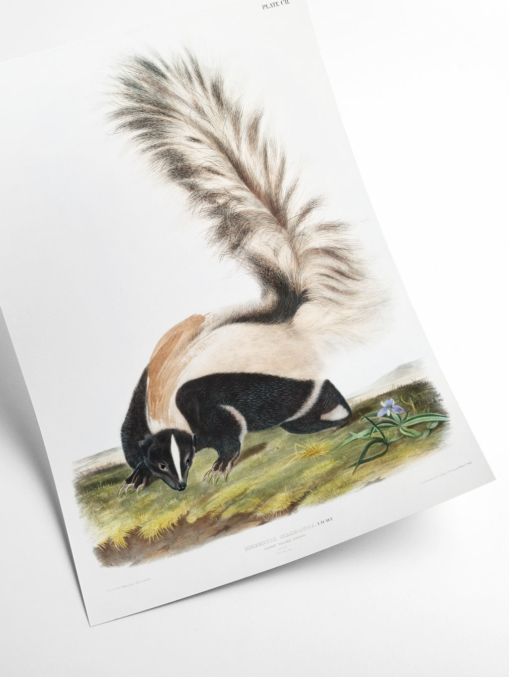 Large-tailed Skunk - Birds of America by John Audubon