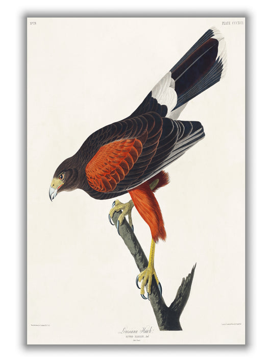 Louisiana Hawk - Birds of America by John Audubon