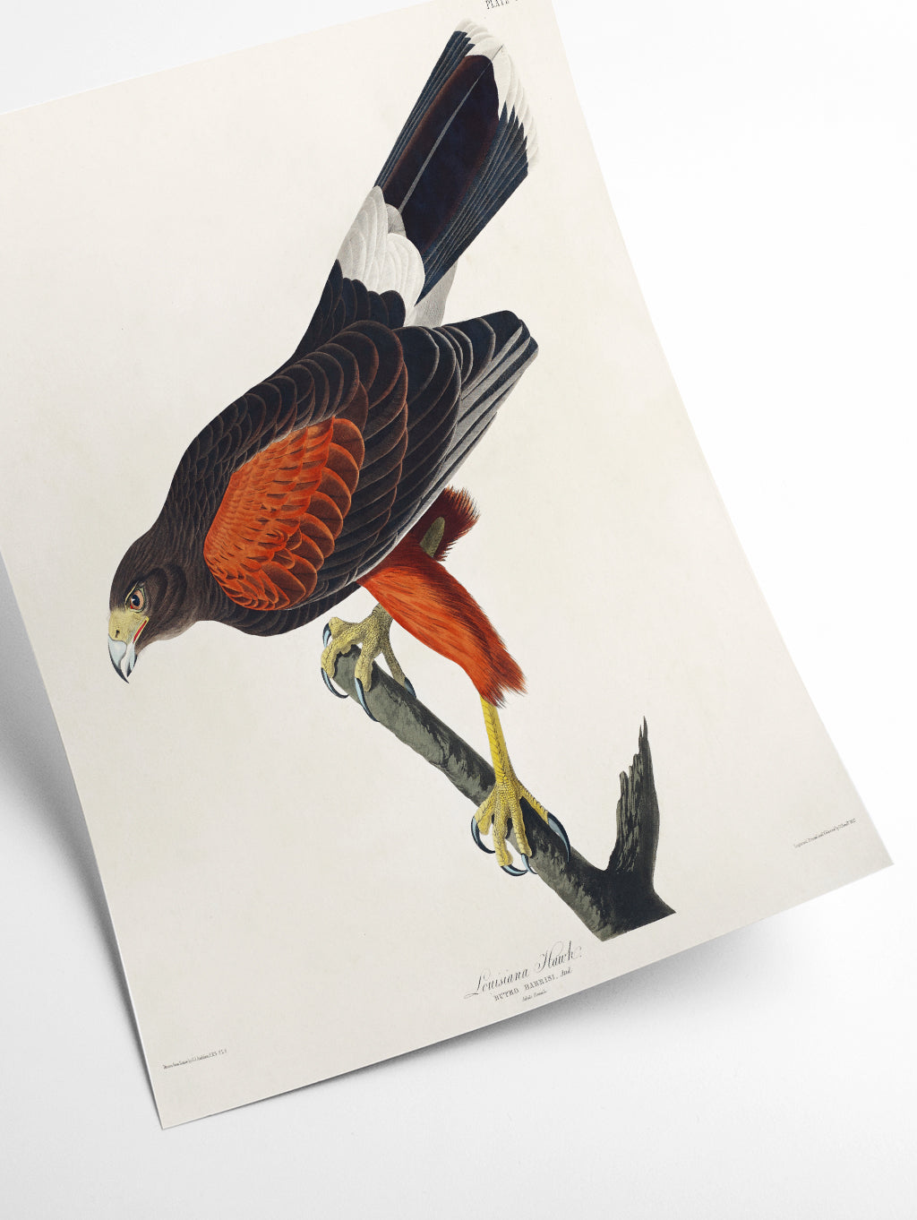 Louisiana Hawk - Birds of America by John Audubon