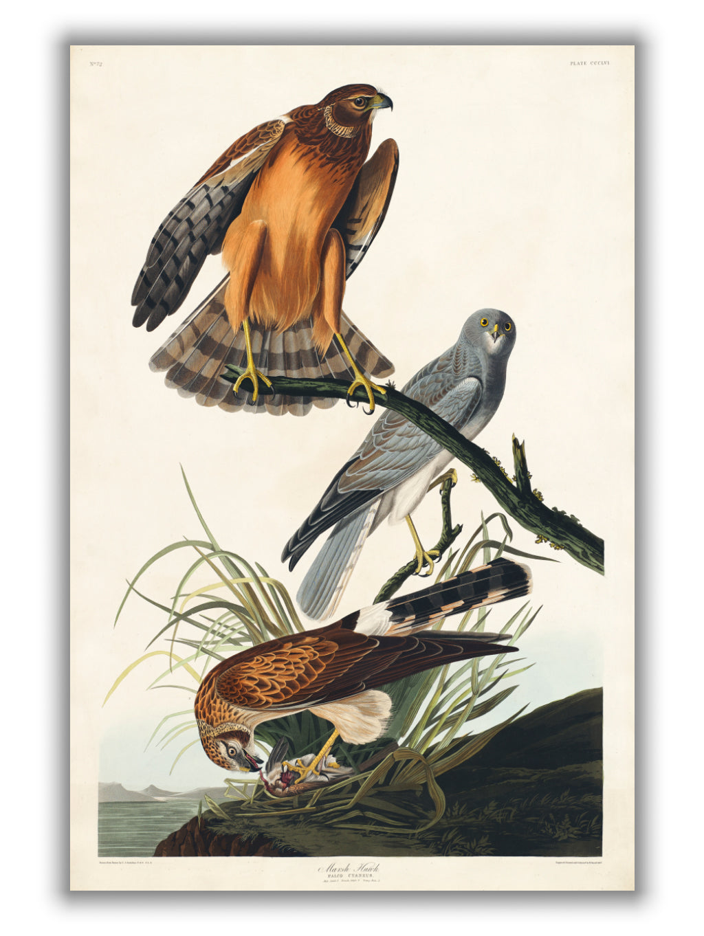 Marsh Hawk - Birds of America by John Audubon