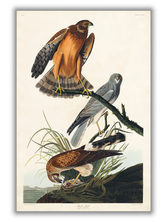 Marsh Hawk - Birds of America by John Audubon